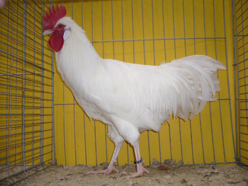 Hannover 2008 197.jpg - Altsteirer weiss von Friedhelm Grisse Preis sg 95 E